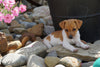 Jack Russel Terrier For Sale Holmesville OH Female Buttercup