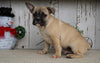 Frenchton For Sale Millersburg, OH Male- Max