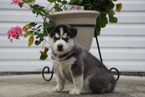 Siberian Husky Puppy For Sale Fredericksburg OH Male Dakota