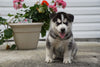 Siberian Husky Puppy For Sale Fredericksburg OH Male Dakota