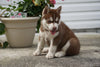 Siberian Husky Puppy For Sale Fredericksburg OH Male Juneau