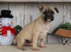 Frenchton For Sale Millersburg, OH Male- Max