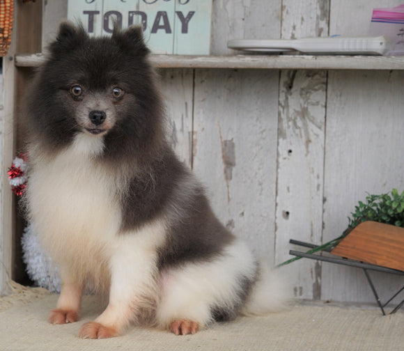 ACA Registered Pomeranian For Sale Millersburg, OH Female- Abbey