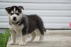 Siberian Husky Puppy For Sale Fredericksburg OH Female Luna