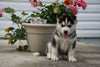Siberian Husky Puppy For Sale Fredericksburg OH Female Luna