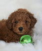 ACA Registered Toy Poodle For Sale Millersburg, OH Male- Timmy