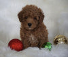 ACA Registered Toy Poodle For Sale Millersburg, OH Male- Titus