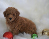 ACA Registered Toy Poodle For Sale Millersburg, OH Male- Titus