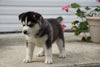 Siberian Husky Puppy For Sale Fredericksburg OH Female Sasha