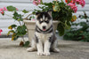 Siberian Husky Puppy For Sale Fredericksburg OH Female Beauty