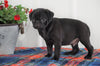 Pug For Sale Millersburg, OH Male- Alex