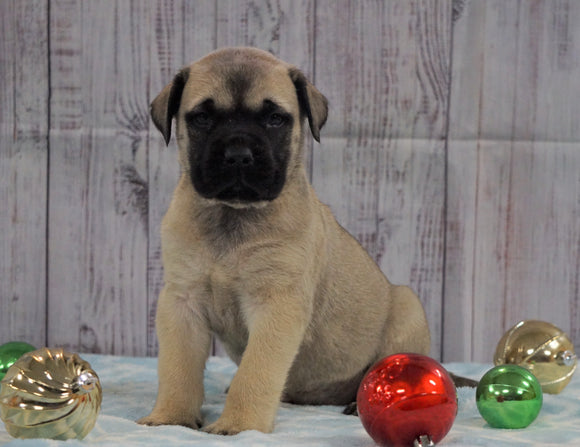 AKC Registered English Mastiff For Sale Fredericksburg, OH Male- Bruiser *Champion Bloodline*