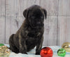 AKC Registered English Mastiff For Sale Fredericksburg, OH Female- Dixie *Champion Bloodline*