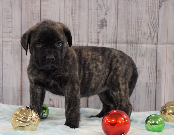 AKC Registered English Mastiff For Sale Fredericksburg, OH Female- Dixie *Champion Bloodline*