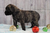AKC Registered English Mastiff For Sale Fredericksburg, OH Female- Dixie *Champion Bloodline*