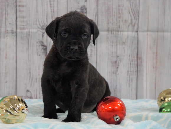 AKC Registered English Mastiff For Sale Fredericksburg, OH Male- Moose *Champion Bloodline*