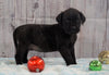 AKC Registered English Mastiff For Sale Fredericksburg, OH Male- Moose *Champion Bloodline*