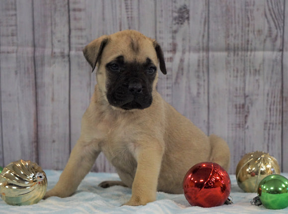 AKC Registered English Mastiff For Sale Fredericksburg, OH Female- Victoria *Champion Bloodline*