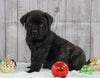 AKC Registered English Mastiff For Sale Fredericksburg, OH Male- Captain *Champion Bloodline*
