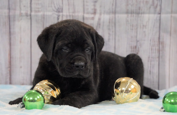 AKC Registered English Mastiff For Sale Fredericksburg, OH Male- Champ *Champion Bloodline*