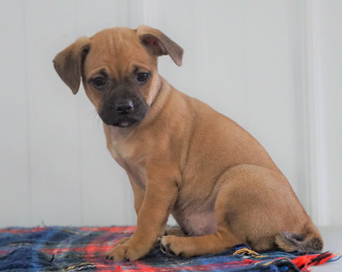 Puggle For Sale Millersburg, OH Male- Snickers