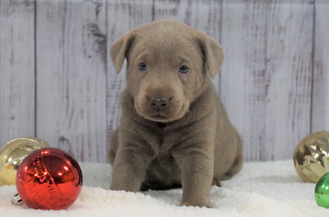 ACA Registered Silver Labrador Retriever For Sale Fredericksburg, OH Female- Sabrina