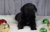ACA Registered Charcoal Labrador Retriever For Sale Fredericksburg, OH Female- Misty