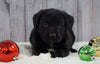 ACA Registered Charcoal Labrador Retriever For Sale Fredericksburg, OH Female- Layla