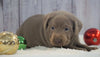 ACA Registered Silver Labrador Retriever For Sale Fredericksburg, OH Female- Stella