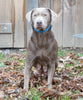 ACA Registered Charcoal Labrador Retriever For Sale Fredericksburg, OH Female- Layla