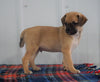 Puggle For Sale Milllersburg, OH Male- Buster