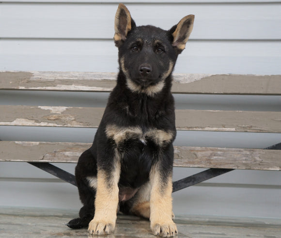 German Shepherd/ Siberian Husky Mix For Sale Millersburg, OH Female- Sadie