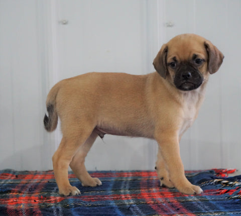 Puggle For Sale Milllersburg, OH Male- Buster