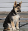 German Shepherd/ Siberian Husky Mix For Sale Millersburg, OH Female- Autumn