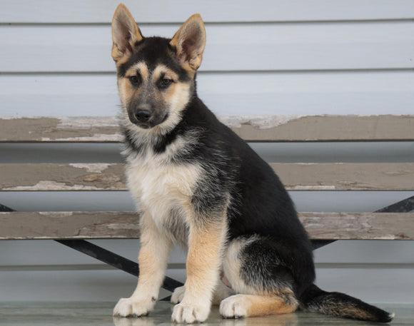 German Shepherd/ Siberian Husky Mix For Sale Millersburg, OH Female- Autumn