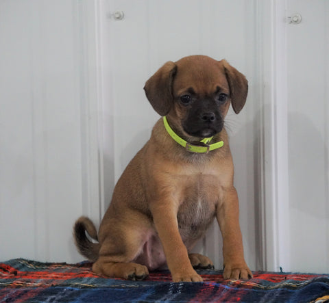 Puggle For Sale Millersburg, OH Female- Stacy