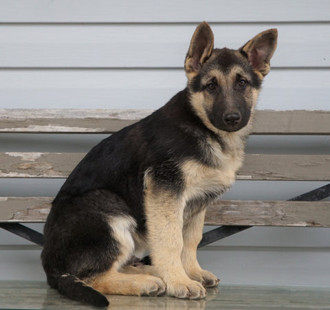 German Shepherd/ Siberian Husky Mix For Sale Millersburg, OH Male- Russel