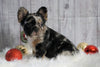 Registered French Bulldog For Sale Fredericksburg, OH Male- Tyson
