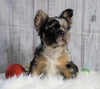 Registered French Bulldog For Sale Fredericksburg, OH Male- Tyson