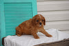 AKC Registered Cavalier King Charles Spaniel For Sale Holmesville OH Male- Lonnie
