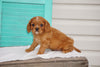 AKC Registered Cavalier King Charles Spaniel For Sale Holmesville OH Male- Lonnie