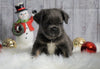 Registered French Bulldog For Sale Fredericksburg, OH Male- Buckeye