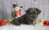 Registered French Bulldog For Sale Fredericksburg, OH Male- Buckeye