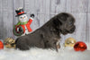 Registered French Bulldog For Sale Fredericksburg, OH Male- Buckeye