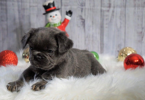 Registered French Bulldog For Sale Fredericksburg, OH Male- Buckeye