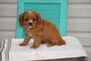 AKC Registered Cavalier King Charles Spaniel For Sale Holmesville OH Male- Lyle