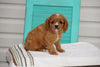 AKC Registered Cavalier King Charles Spaniel For Sale Holmesville OH Male- Lyle