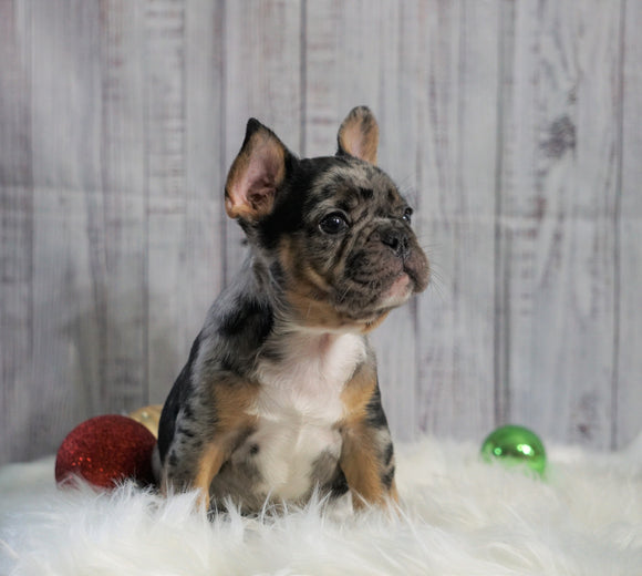Registered French Bulldog For Sale Fredericksburg, OH Male- Bentley