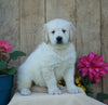 AKC Registered Golden Retriever For Sale Wooster, OH Male- Shag