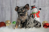 Registered French Bulldog For Sale Fredericksburg, OH Female- Kaylee